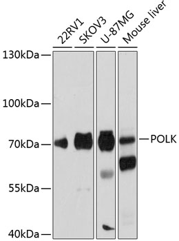 POLK Rabbit pAb