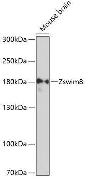 Zswim8 Rabbit pAb