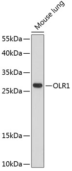 OLR1 Rabbit pAb