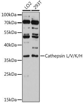 Cathepsin L/V/K/H Rabbit pAb