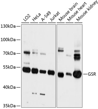 GSR Rabbit pAb