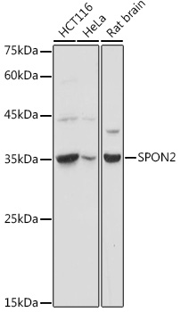SPON2 Rabbit pAb