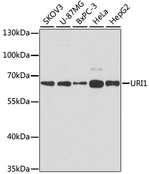 URI1 Rabbit pAb