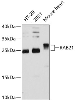 RAB21 Rabbit pAb