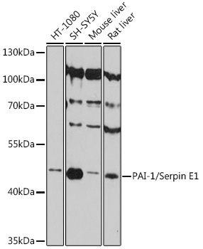 PAI-1/Serpin E1 Rabbit pAb