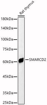 SMARCD2 Rabbit pAb