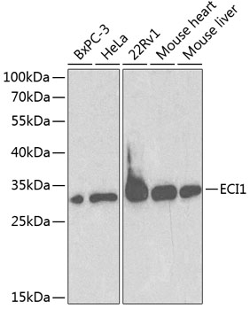 ECI1 Rabbit pAb