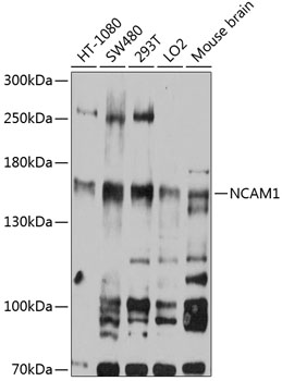 NCAM1 Rabbit pAb