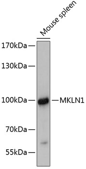 MKLN1 Rabbit pAb