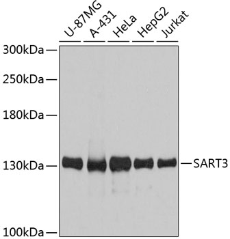 SART3 Rabbit pAb