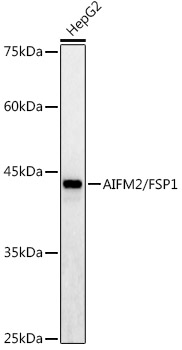 AIFM2/AMID Rabbit pAb