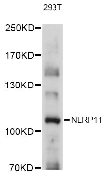 NLRP11 Rabbit pAb