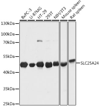 SLC25A24 Rabbit pAb