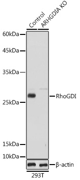 [KO Validated] RhoGDI Rabbit pAb