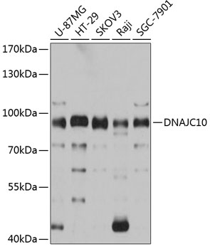 DNAJC10 Rabbit pAb