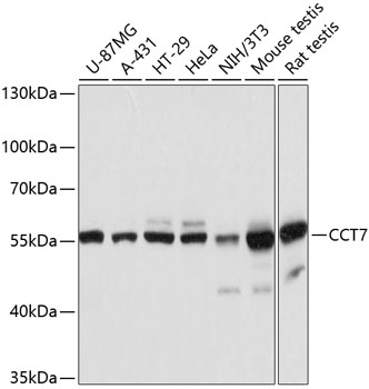 CCT7 Rabbit pAb