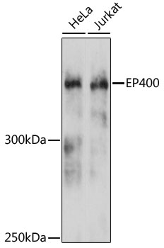 EP400 Rabbit pAb