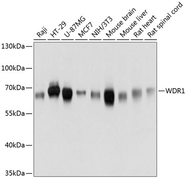 WDR1 Rabbit pAb