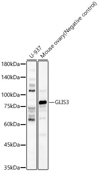 GLIS3 Rabbit pAb
