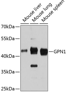 GPN1 Rabbit pAb