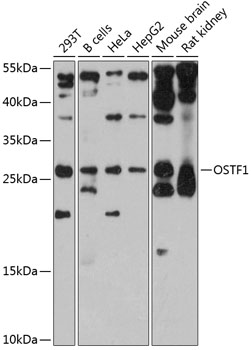 OSTF1 Rabbit pAb