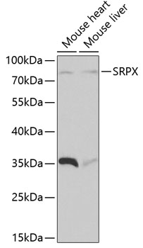 SRPX Rabbit pAb