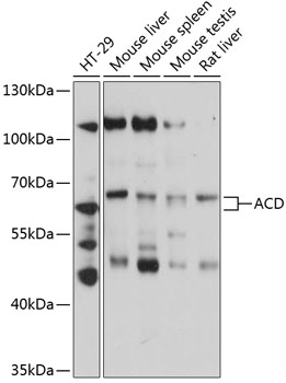 ACD Rabbit pAb