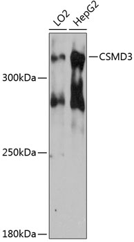 CSMD3 Rabbit pAb