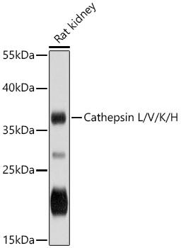 Cathepsin L/V/K/H Rabbit pAb