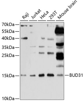 BUD31 Rabbit pAb