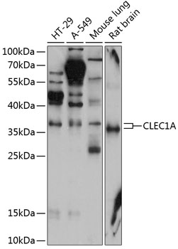 CLEC1A Rabbit pAb