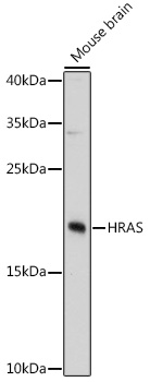 HRAS Rabbit pAb