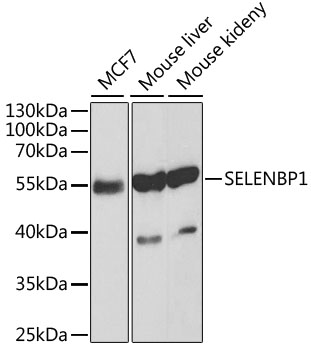 [KO Validated] SELENBP1 Rabbit pAb