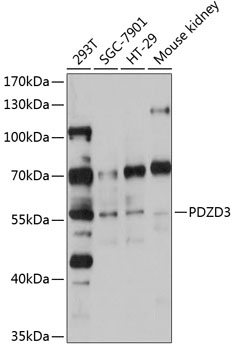 PDZD3 Rabbit pAb