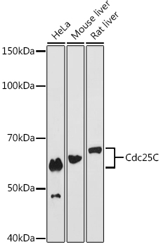 Cdc25C Rabbit mAb