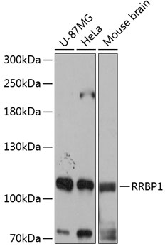 RRBP1 Rabbit pAb