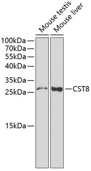 CST8 Rabbit pAb