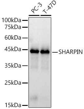 SHARPIN Rabbit pAb