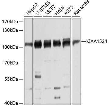KIAA1524 Rabbit pAb