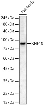 RNF10 Rabbit pAb