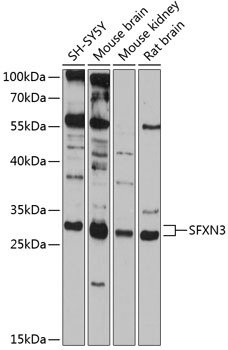SFXN3 Rabbit pAb