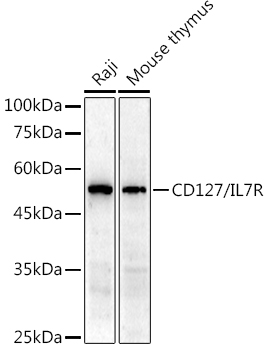CD127/IL7R Rabbit pAb