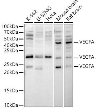 VEGFA Rabbit pAb