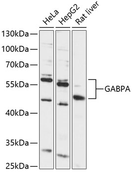 GABPA Rabbit pAb