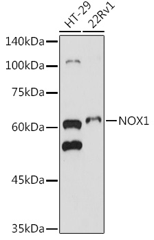 NOX1 Rabbit pAb