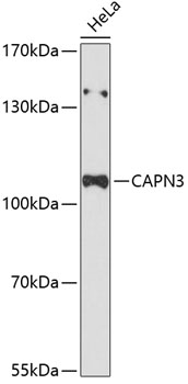CAPN3 Rabbit pAb