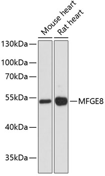 MFGE8 Rabbit pAb