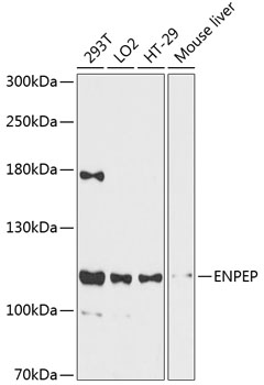ENPEP Rabbit pAb