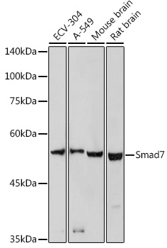 Smad7 Rabbit pAb
