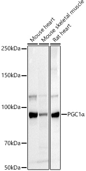 PGC1_ Rabbit pAb